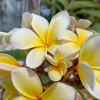 The Benefits of Low-Maintenance Ground Cover for Palm Bay, Florida Landscapes