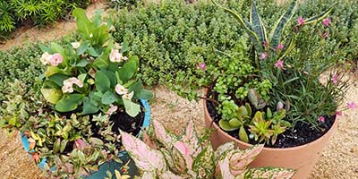 Professional Planting & Plant Removal in Palm Bay, Florida